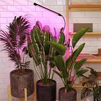 Светильник для растений Чёрный FT-004 - цена и фото